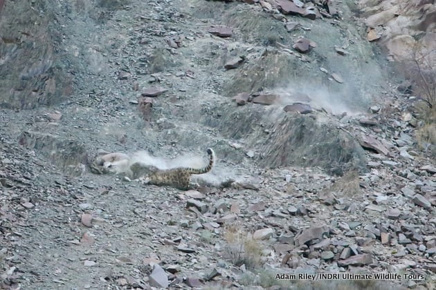 Snow Leopard hunt  Rockjumper Birding Tours