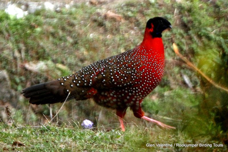 Are there really Blue Cardinal Birds? (Elusive, Hidden!) - Happy Birding