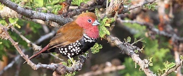 The beautiful Pink-throated Twinspot is another highly range-restricted species occurring along the Zululand coastal plain and into southern Mozambique