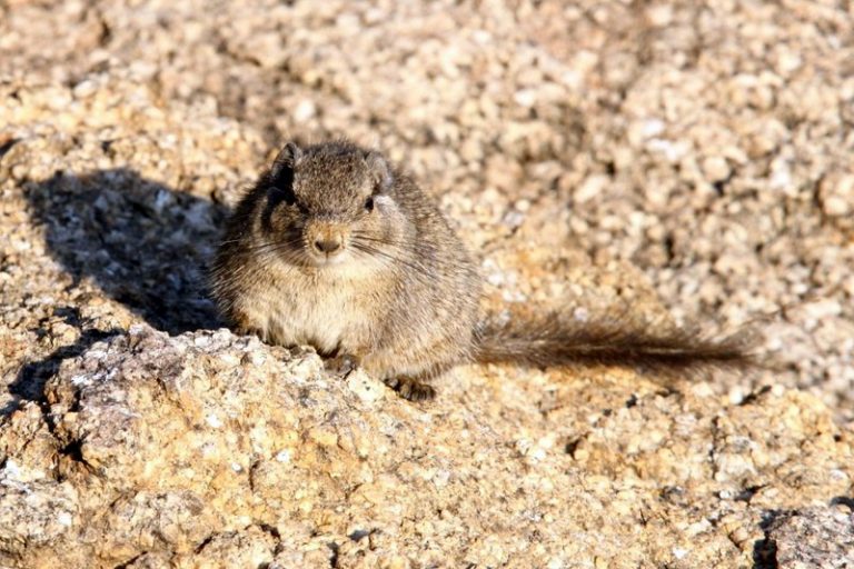 The Dassie Rat – an unique rodent | Rockjumper Birding Tours