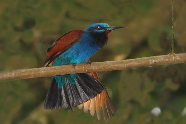 Bee-eater-Blue-headed-Atewa-Ghana-AR