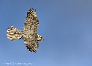 Gyr Falcon