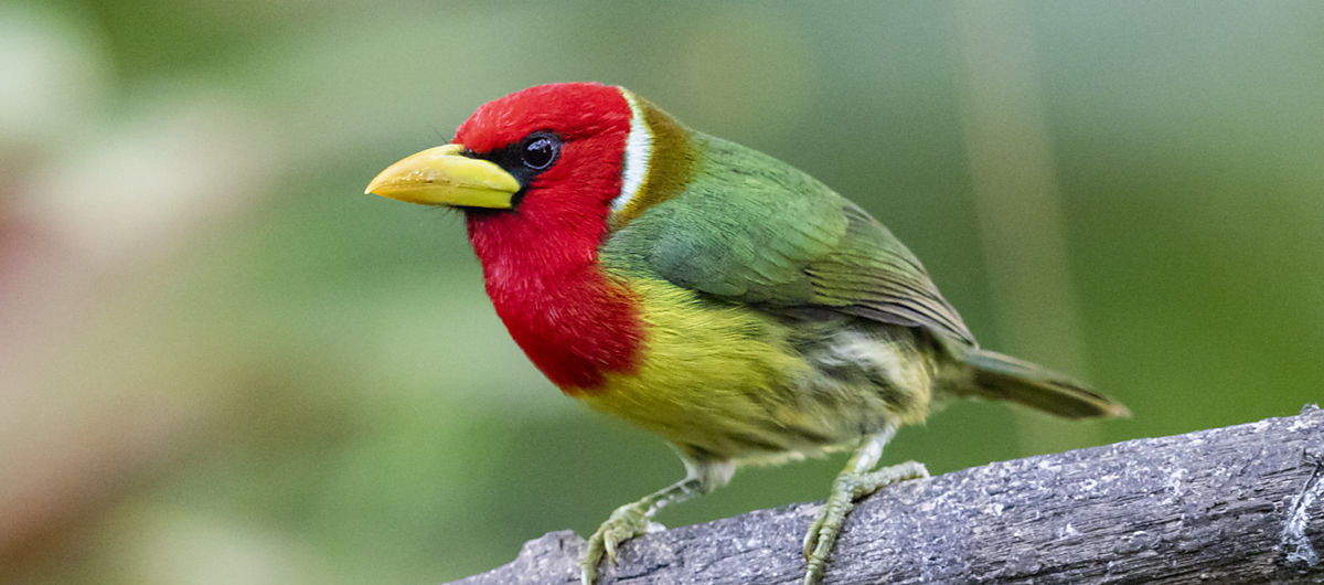 South America Birding