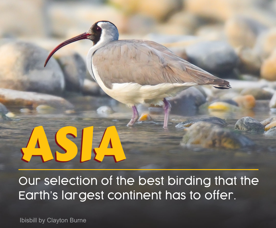 Asia Birding | Rockjumper Birding Tours