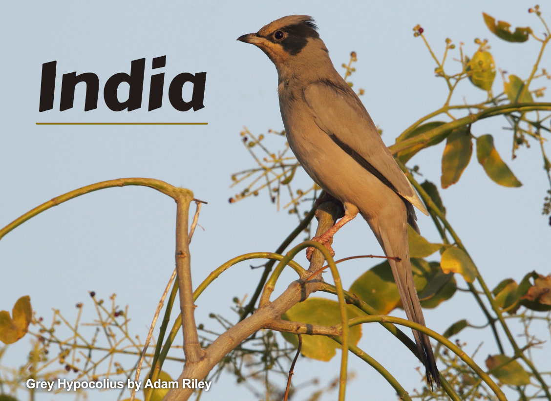 Asia Birding | Rockjumper Birding Tours