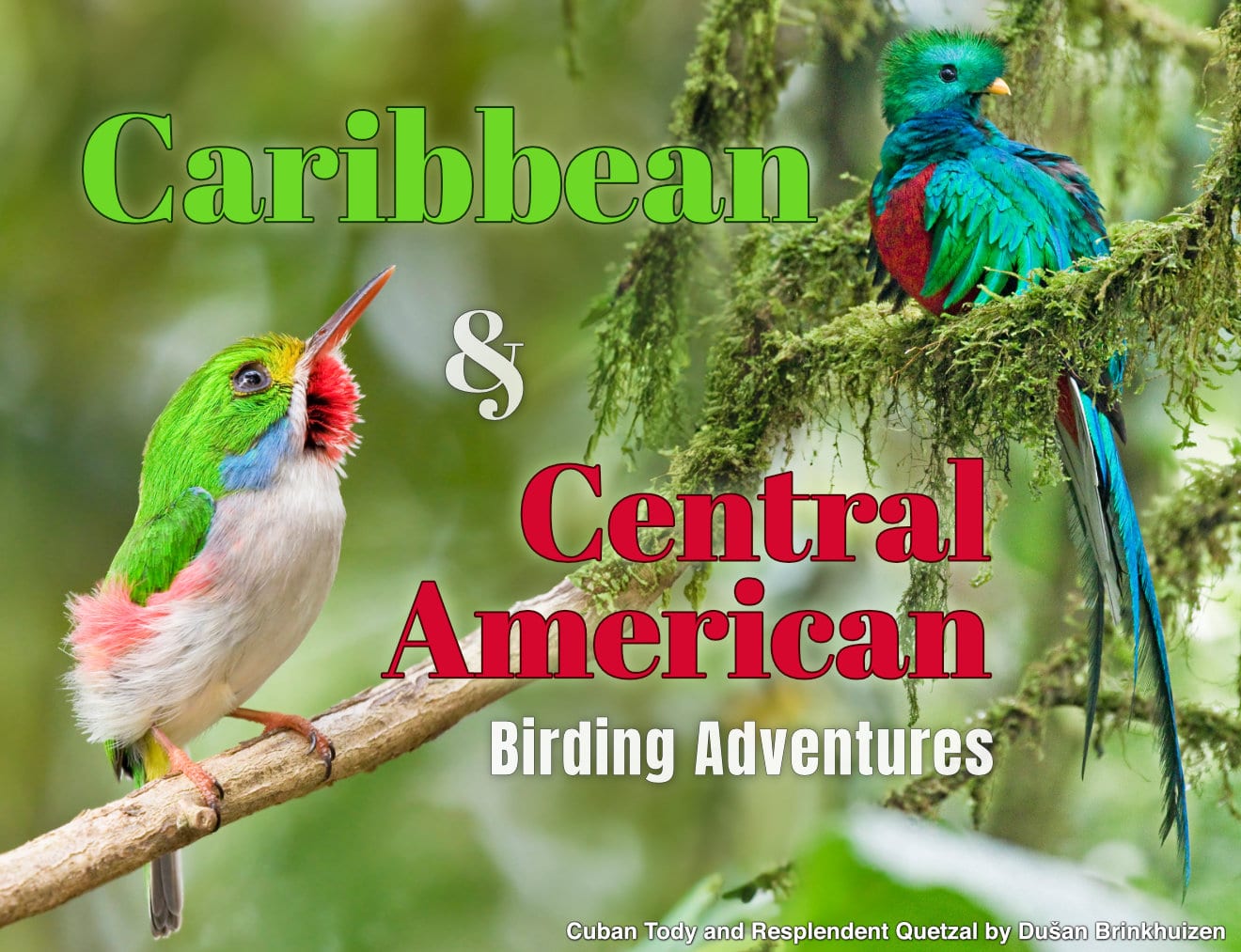 Caribbean & Central American Birding Adventures