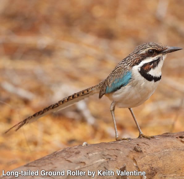 Celebrating 10000 Birds