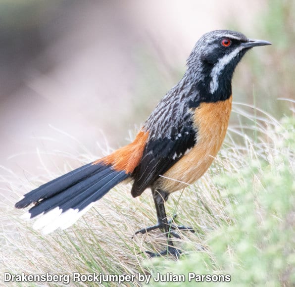 Celebrating 10,000 Birds