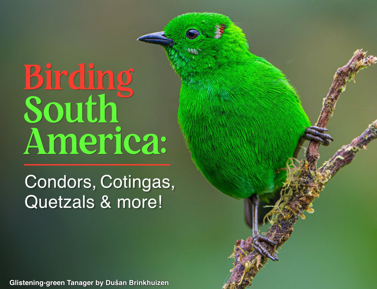 Birding South America: Condors, Cotingas, Quetzals & more